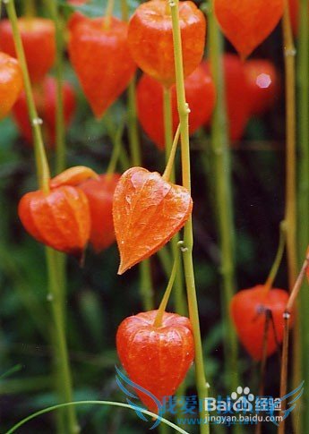 山里的那些野果野菜名