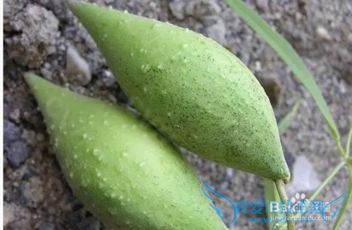 山里的那些野果野菜名