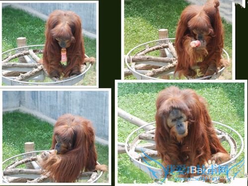 西霞口野生动物园