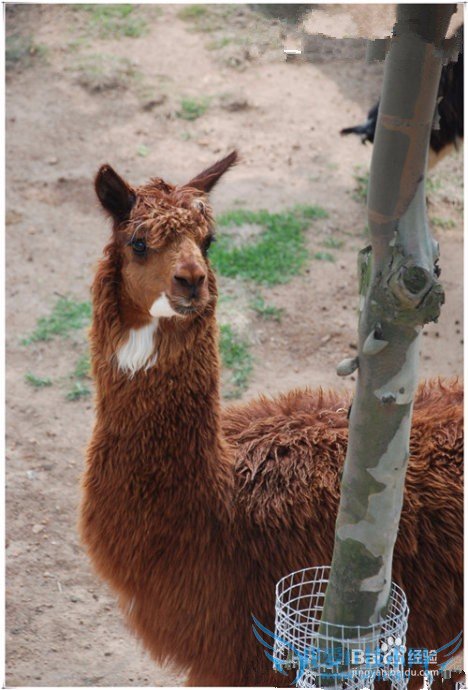 西霞口野生动物园