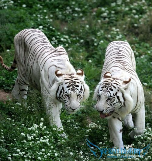西霞口野生动物园