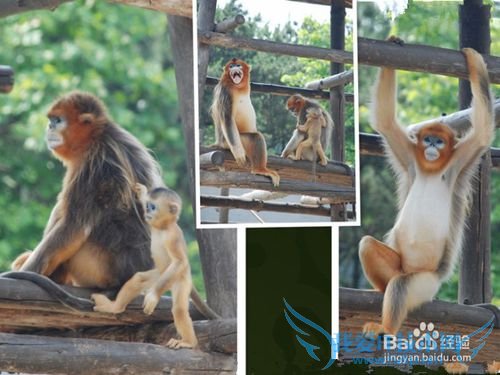 西霞口野生动物园