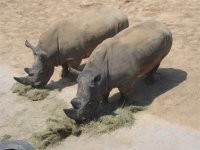 西霞口野生动物园