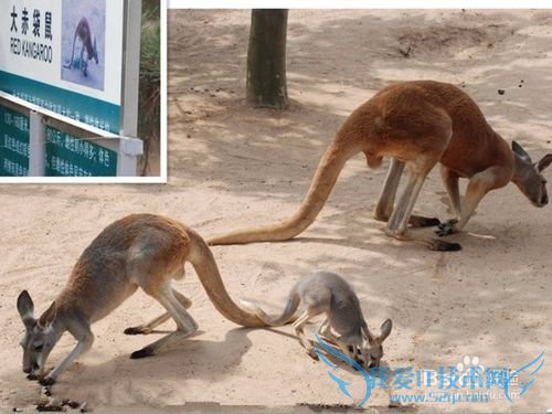 西霞口野生动物园