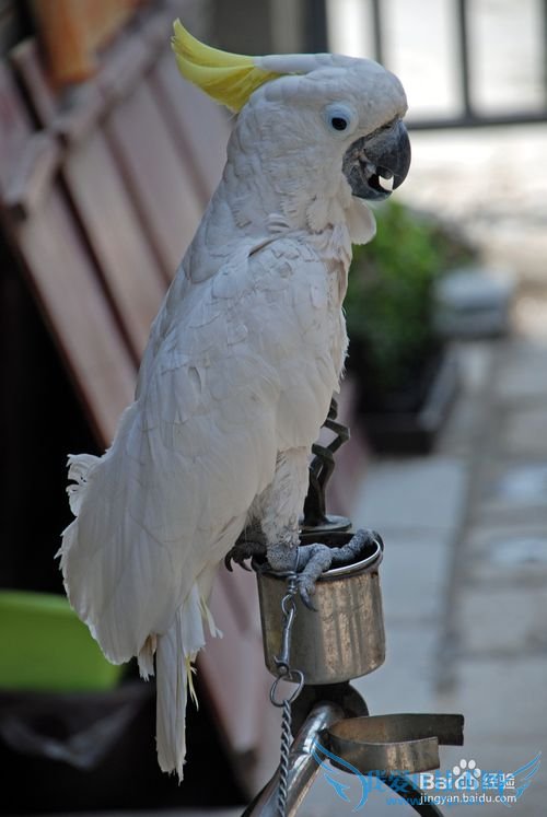 山东淄博周村古商城旅游攻略