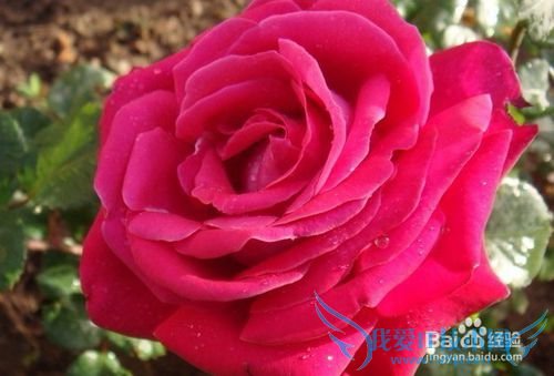 男女适用的邂逅浪漫爱情的11个搭讪技巧