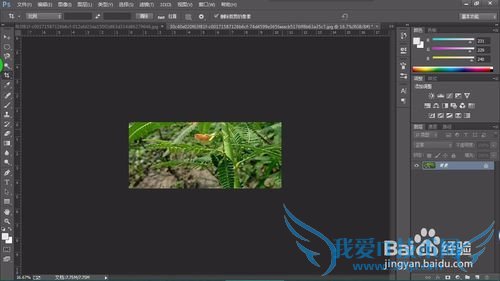 教你认识可以全草入药的草