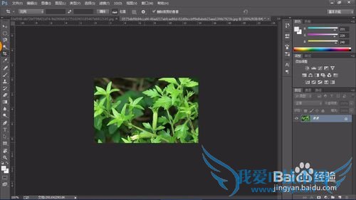 教你认识可以全草入药的草