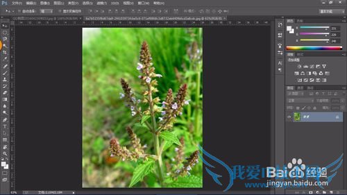 教你认识可以全草入药的草