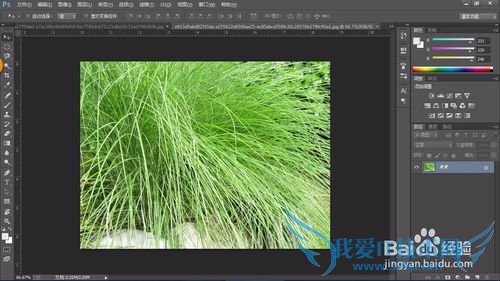 教你认识可以全草入药的草