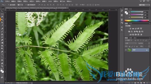 教你认识可以全草入药的草