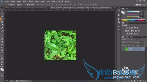 教你认识可以全草入药的草