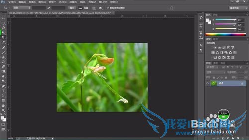 教你认识可以全草入药的草