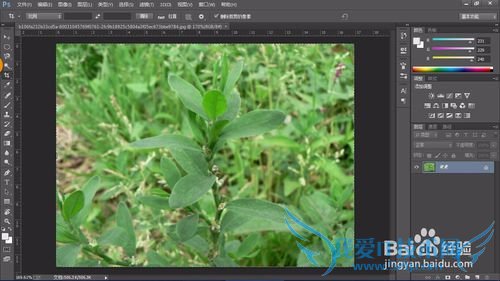 教你认识可以全草入药的草