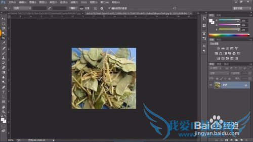 教你认识可以全草入药的草