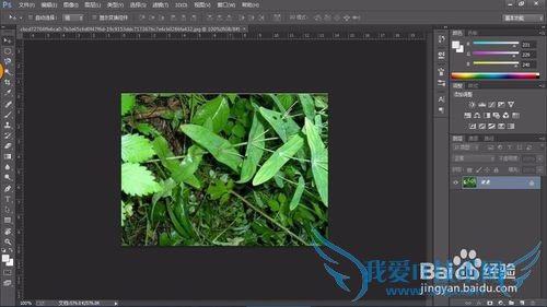 教你认识可以全草入药的草