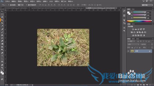 教你认识可以全草入药的草