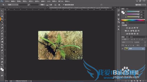 教你认识可以全草入药的草