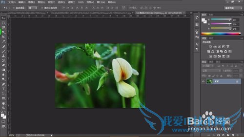 教你认识可以全草入药的草