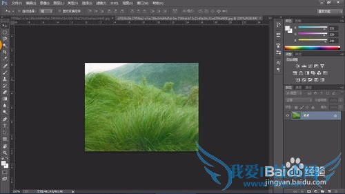 教你认识可以全草入药的草