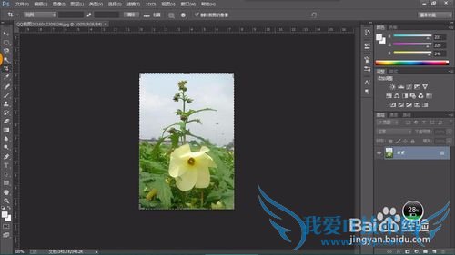 教你认识可以全草入药的草