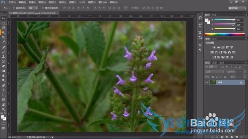 教你认识可以全草入药的草