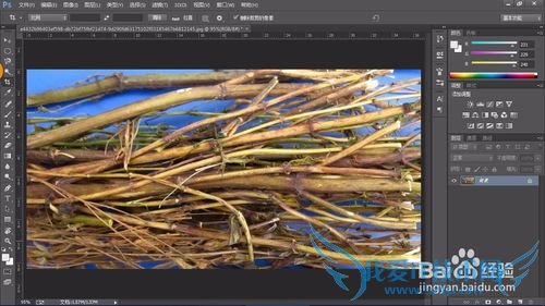 教你认识可以全草入药的草