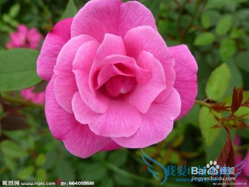 All kinds of flowers says