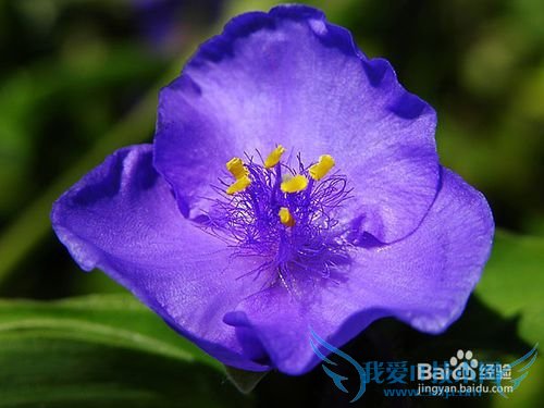 All kinds of flowers says