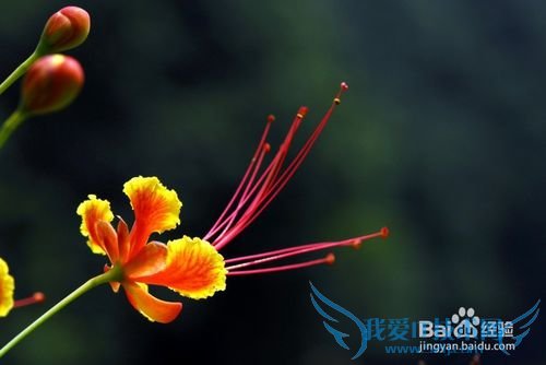 All kinds of flowers says