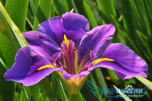 All kinds of flowers says