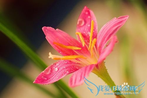 All kinds of flowers says