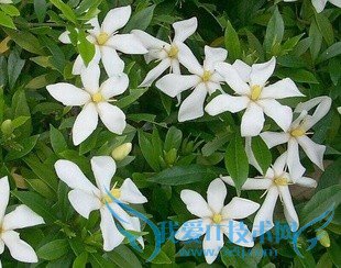 All kinds of flowers says