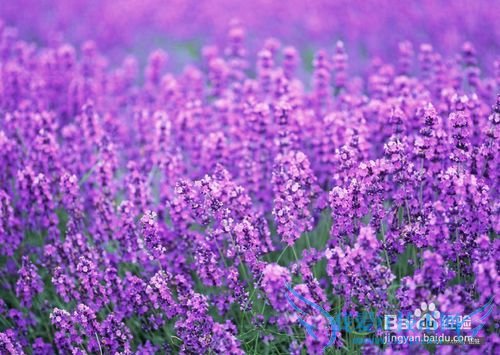 All kinds of flowers says