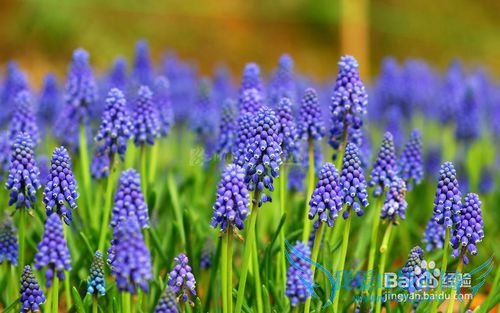 All kinds of flowers says