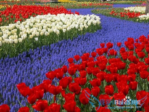 All kinds of flowers says