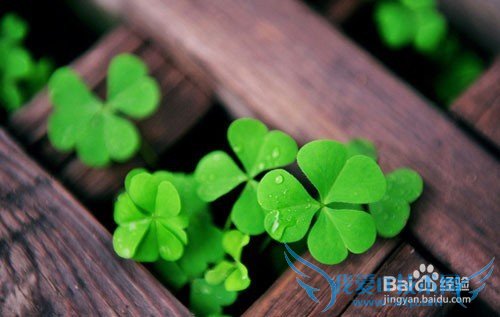 All kinds of flowers says